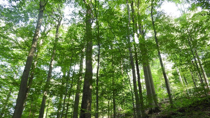 Prírodná rezervácia Rožok.