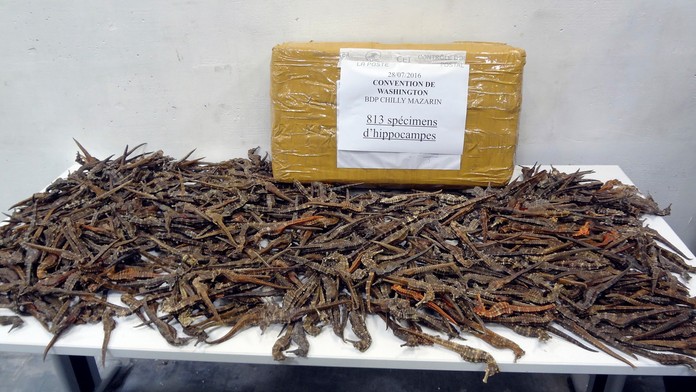 Stovky pašovaných morských koníkov