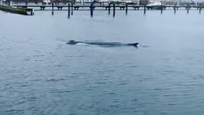 VIDEO: V Baltskom mori sa objavil nečakaný živočích. Jeho prítomnosť však mnohých znepokojila