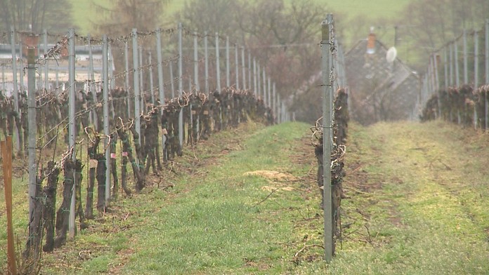 Vinári otvárajú svoje pivnice pre ľudí. Zavedie vás do nich vinárska mapa