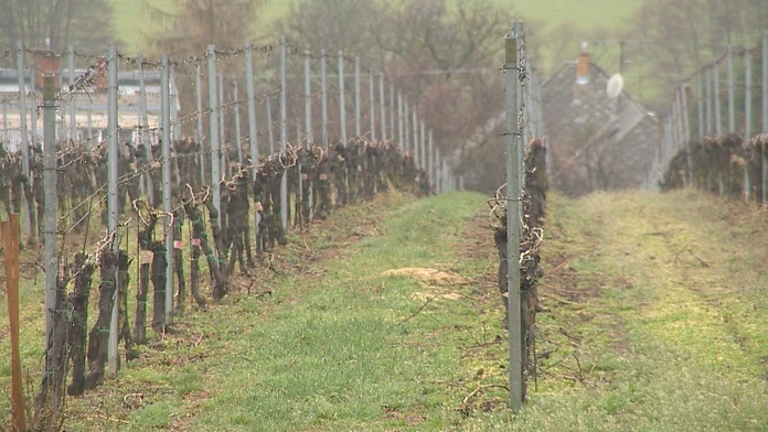 Vinári otvárajú svoje pivnice pre ľudí. Zavedie vás do nich vinárska mapa