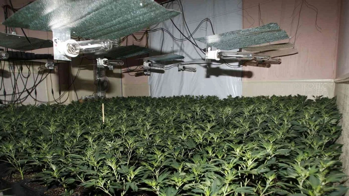 Marihuana