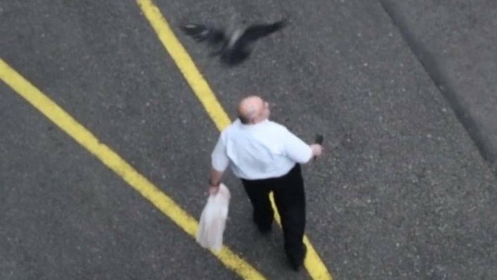 Agresívna vrana útočí na muža. (archívne foto)