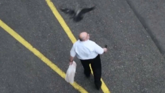 Agresívna vrana útočí na muža. (archívne foto)