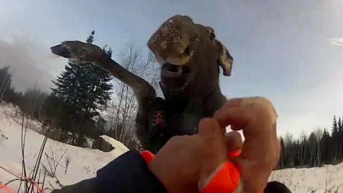 moose-vs-man.jpg