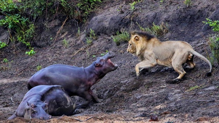 Hroch chráni svoju mamu pred levom.