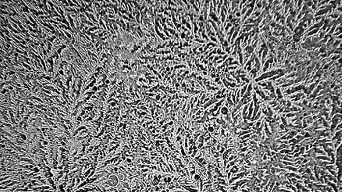 slzy-cibula.jpg