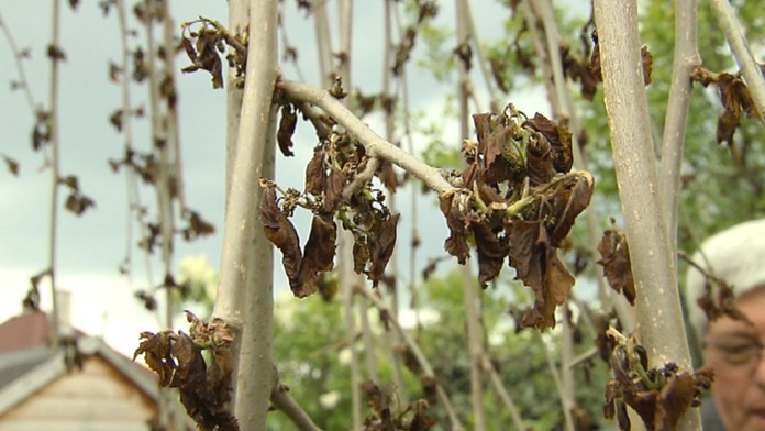 Zničené listy po mrazoch.