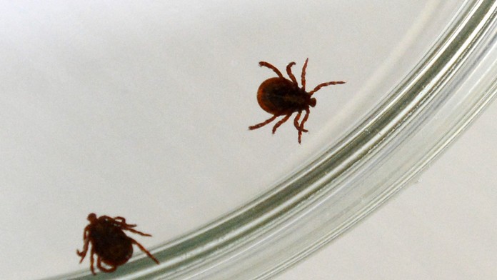 Na snímke kliešte v Petriho miske.