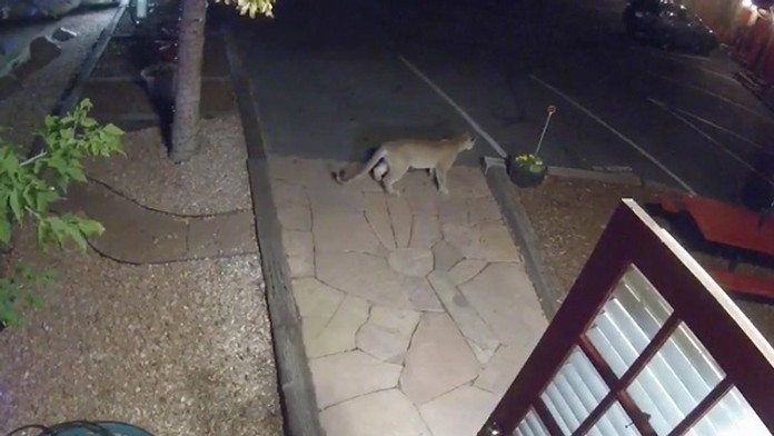 Puma navštívila motel