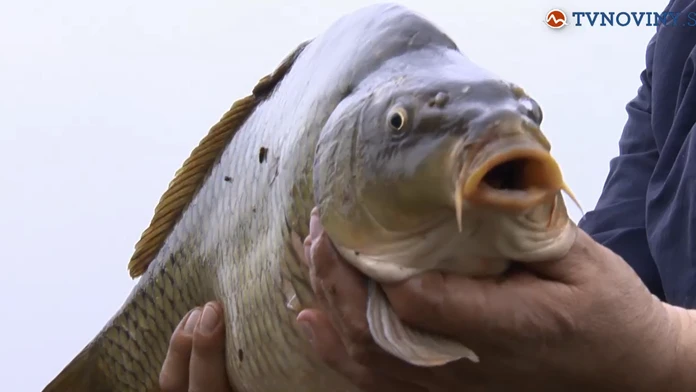 Kapor