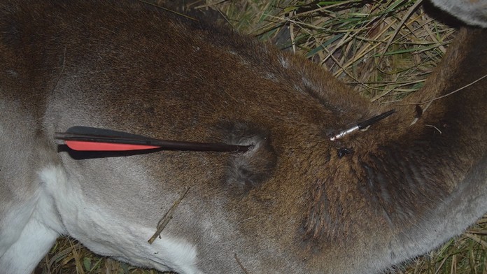 Na Slovensku sa rozmáha pytliactvo. Tentokrát polícia preveruje šípom zastrelenú samicu daniela