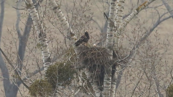 Orol kráľovský v hniezde