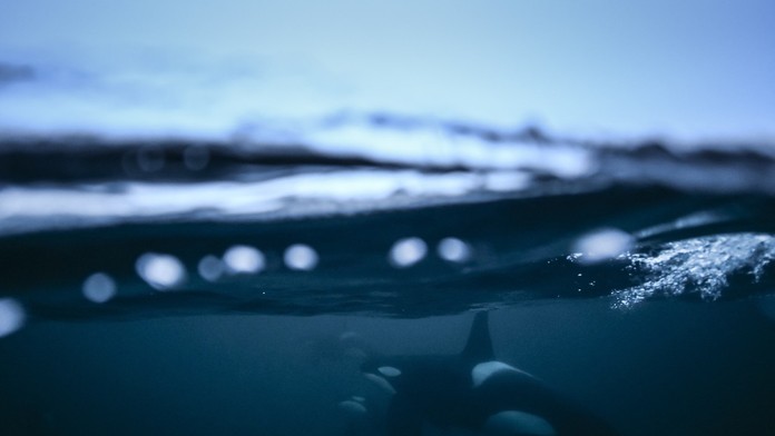 VIDEO: Takéto správanie kosatiek doteraz nikto nenakrútil. V bezpečí pred nimi nie je ani najväčší druh žraloka