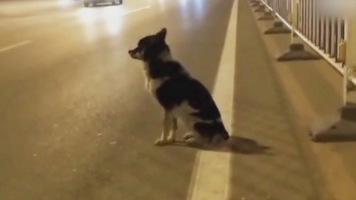 Na svoju majiteľku čaká už takmer tri mesiace. 