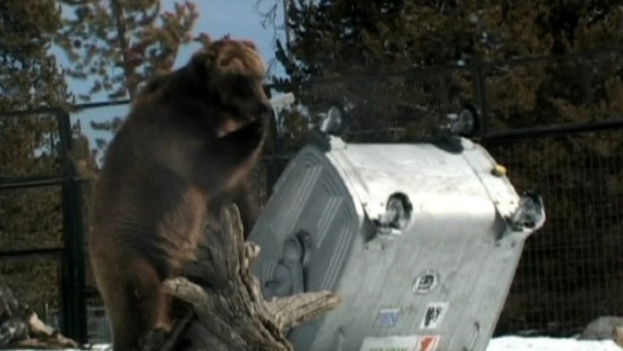 Grizly a slovenský kontajner.