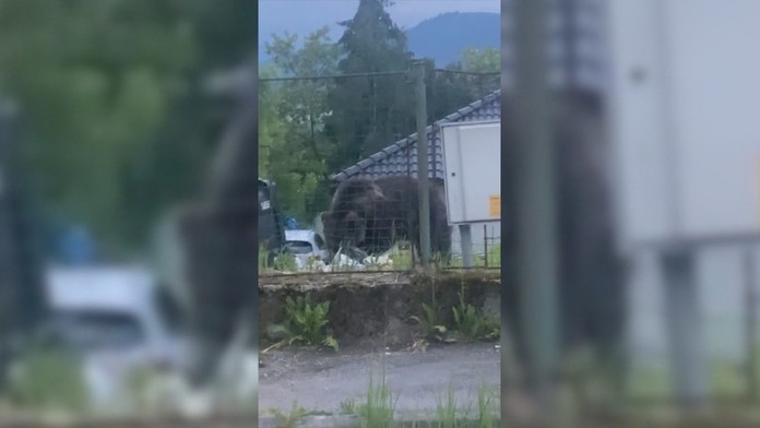 Problémový medveď v Sučanoch