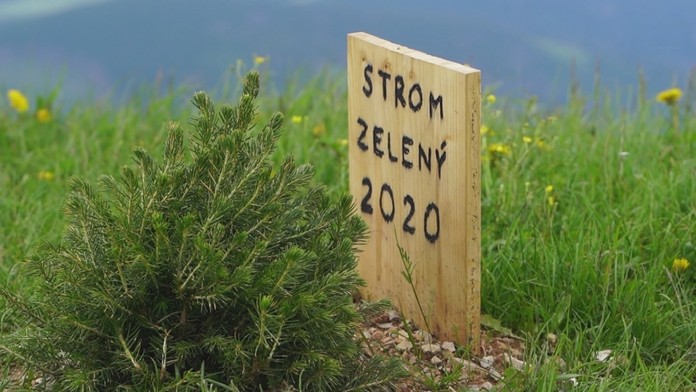 Na Kráľovej holi už stojí strom zelený.