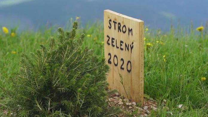 Na Kráľovej holi už stojí strom zelený.