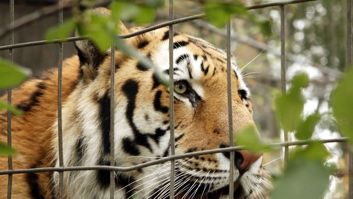 Tiger v ZOO