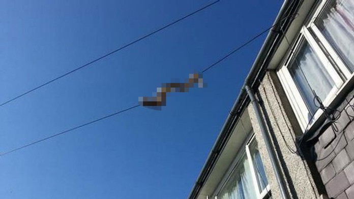 Snake1.jpg