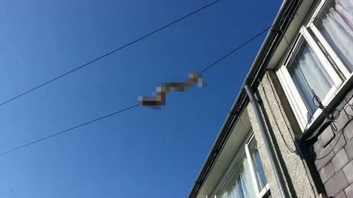 Snake1.jpg