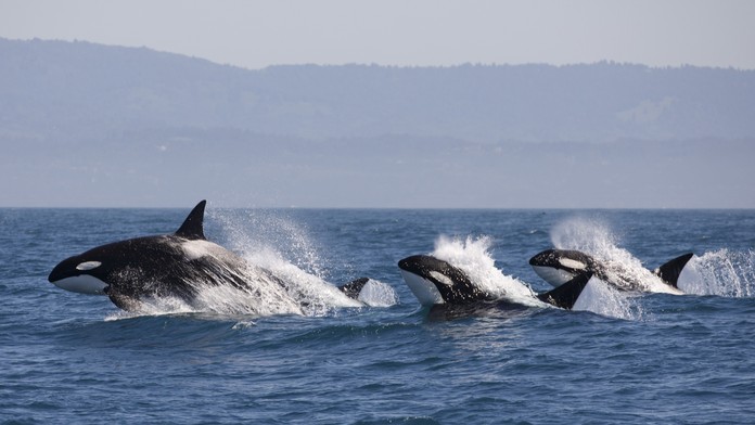 Spodné nohavica muža, ktorého vyplavila rieka Morava.