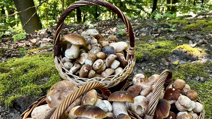 Blíži sa vrchol hubárskej sezóny. Podľa odborníka už čoskoro príde zlom (+ mapa výskytu)