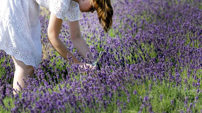 Slovenské Provensálsko. Na týchto miestach si môžete sami nazbierať levandule (+ mapa)