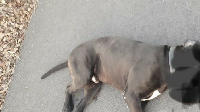 Pútnik Igor zo Žiliny.