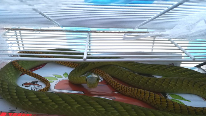 Mamba zelená, ktorá utiekla v Prahe