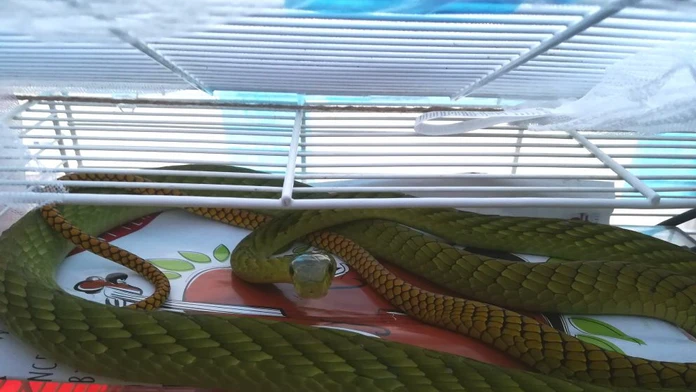 Mamba zelená, ktorá utiekla v Prahe