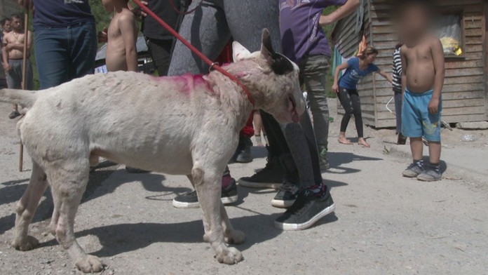 1_reflex_pumpa_tvnoviny.mp4