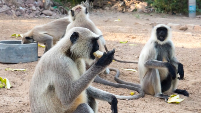 Hororový útok agresívnych opíc stál 10-ročného chlapca život