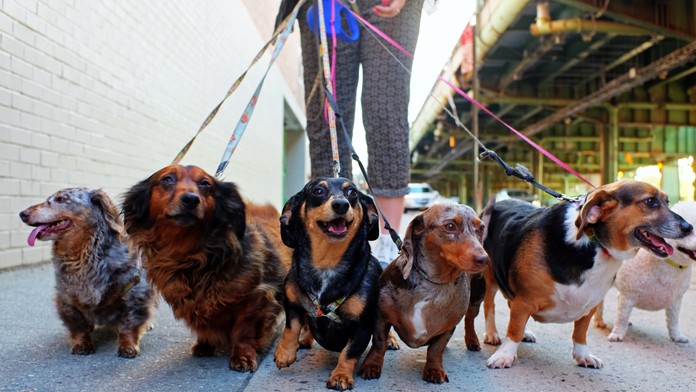Veterinár prezradil, ktorých päť psích plemien by si nikdy nekúpil. Uviedol aj dôvody