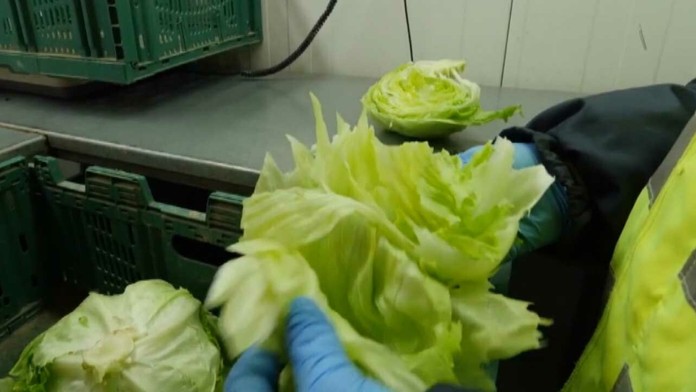 Ceny zeleniny môžu poriadne stúpnuť.