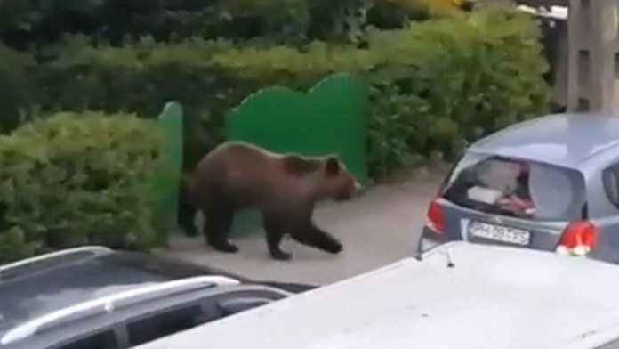 Medeď.
