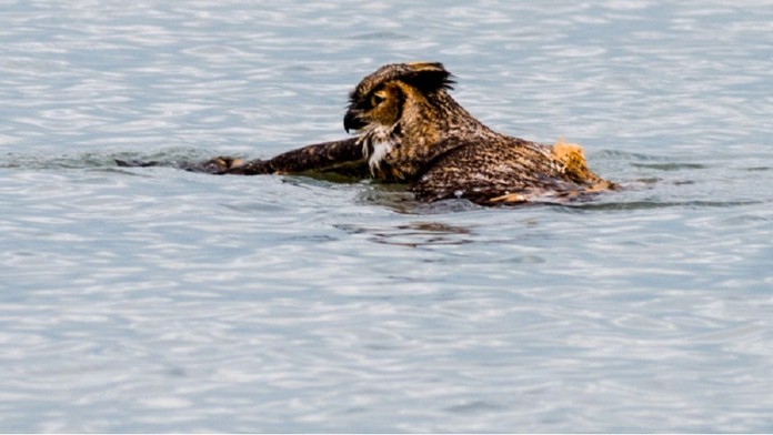 Výr plával kraula v jazere.