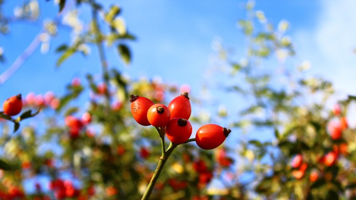 Zničené auto na R1 sa po kolízii so zverou.