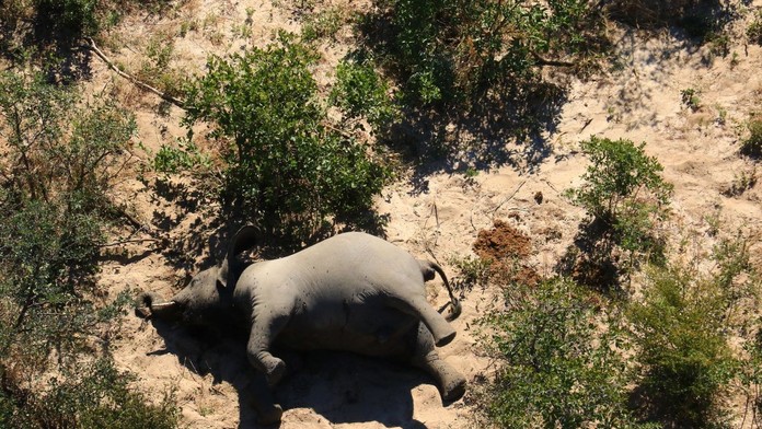 Chodili v kruhoch a nakoniec spadli na zem mŕtvi. Vedci rozlúštili záhadu hromadného úhynu slonov v Afrike