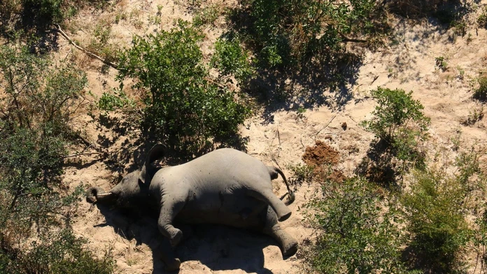 Chodili v kruhoch a nakoniec spadli na zem mŕtvi. Vedci rozlúštili záhadu hromadného úhynu slonov v Afrike