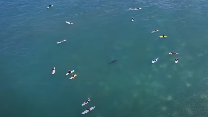 VIDEO: Sú k nám oveľa bližšie, než si myslíme. Dron odhalil pohyb žralokov neďaleko pláží