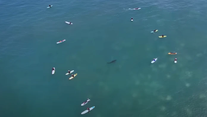 VIDEO: Sú k nám oveľa bližšie, než si myslíme. Dron odhalil pohyb žralokov neďaleko pláží