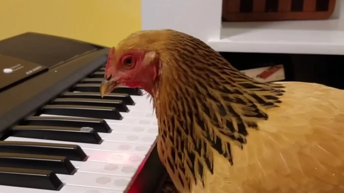 Sliepka hrá na piano.