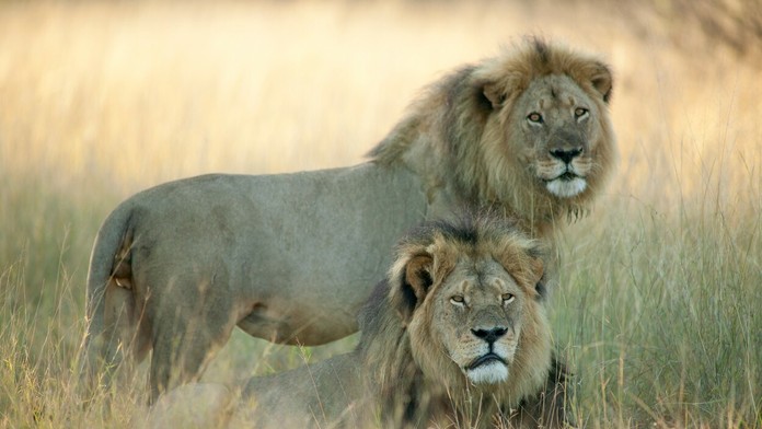 Cecil a Jericho