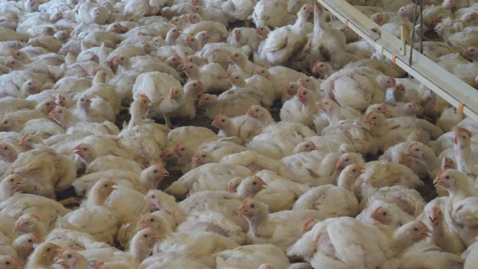 Hydinári varujú pred kritickou situáciou. 