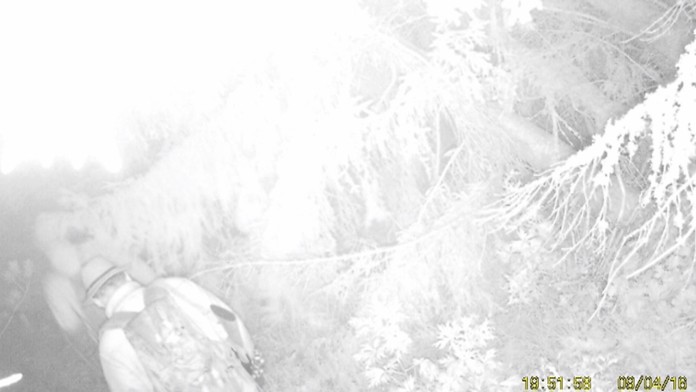 Snímka z fotopasce. 