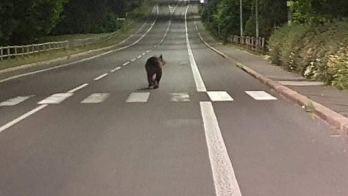 VIDEO: Medveď sa nadránom prechádzal po centre Detvy. Nebolo to prvýkrát