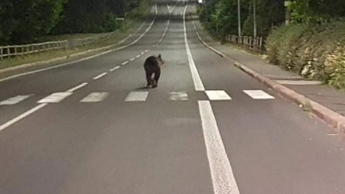VIDEO: Medveď sa nadránom prechádzal po centre Detvy. Nebolo to prvýkrát