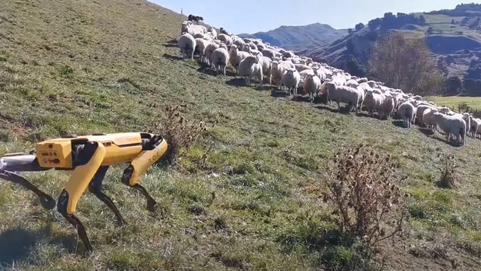 Niekedy ukradne kamoške psa